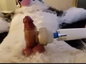 Furry cums 7th time in a row with wand